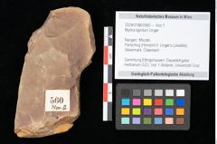 Foto (Objekt + Etikett) von Myrica lignitum Unger (NHMW-GEO-2024-0188-0560)
